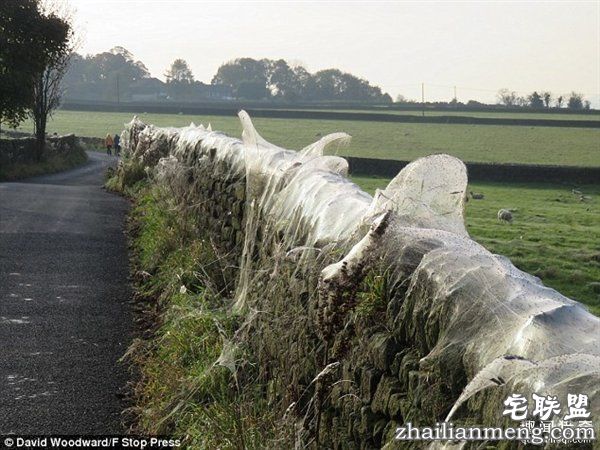 英国绵羊农场被上万蜘蛛入侵:变“盘丝洞”