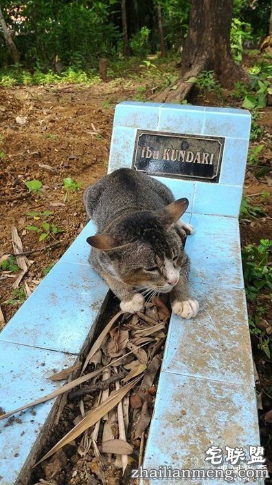 女主人离世一年,猫咪天天回到墓碑前守护过世主人--趣味说