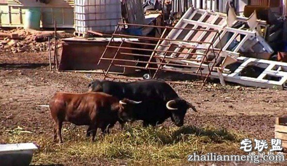 在西班牙用公牛看家要比看家狗效果好! 第1张图片