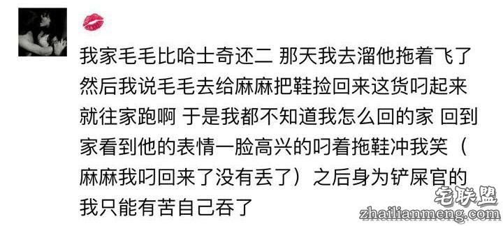 每个养哈士奇的主人，内心都住着一个喜剧之王