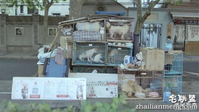 他离开家睡在街头,靠捡垃圾救了3000多条流浪狗