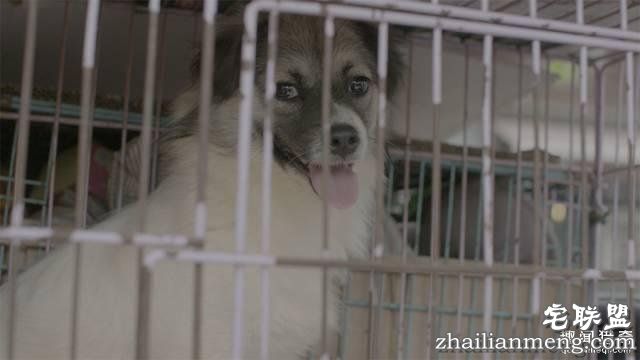 他离开家睡在街头,靠捡垃圾救了3000多条流浪狗