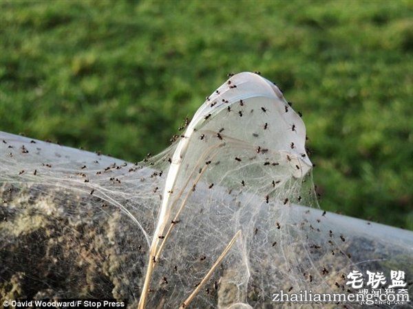 英国绵羊农场被上万蜘蛛入侵:变“盘丝洞”