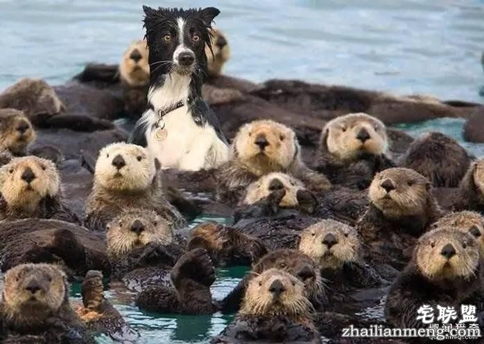 照片神吐槽,看着看着就笑了!