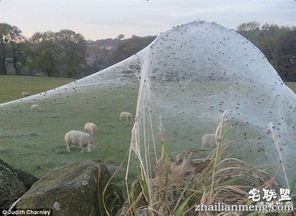 英国绵羊农场被上万蜘蛛入侵:变“盘丝洞”