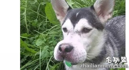 每个养哈士奇的主人，内心都住着一个喜剧之王