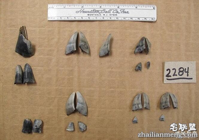 4.8公尺长的蟒蛇「一口气吃了3隻鹿」,切开大肠「裡面便便超惊人」!