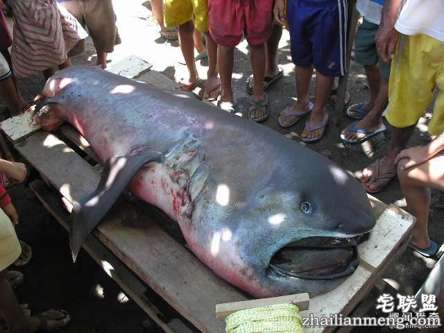 村民捞起一条巨型的怪鱼,至今为止只出现60次!
