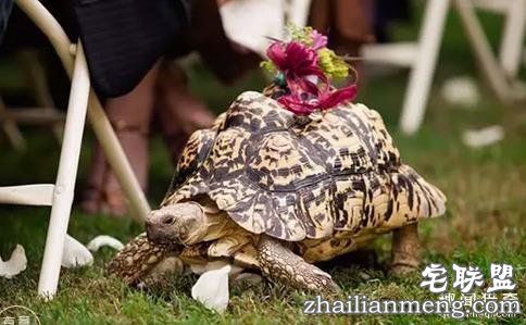 婚礼上最抢镜的,竟然不是新郎新娘……