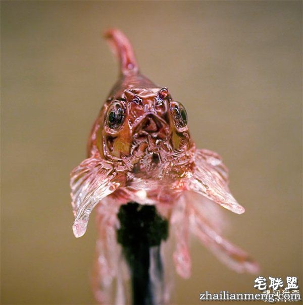 叹服!日本大师雕塑家制作逆天动物棒棒糖:太逼真