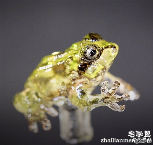 叹服!日本大师雕塑家制作逆天动物棒棒糖:太逼真