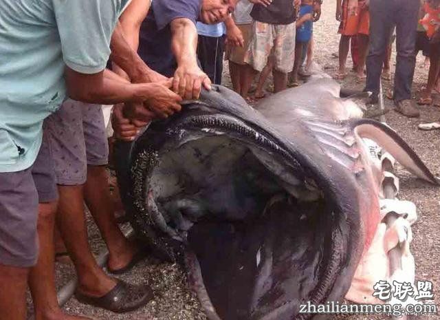 村民捞起一条巨型的怪鱼,至今为止只出现60次!