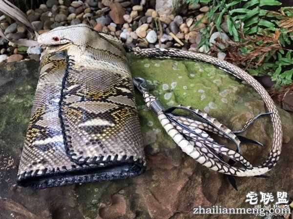 泰国女子晒蟒皮钱包带原味蛇头 网友暴怒