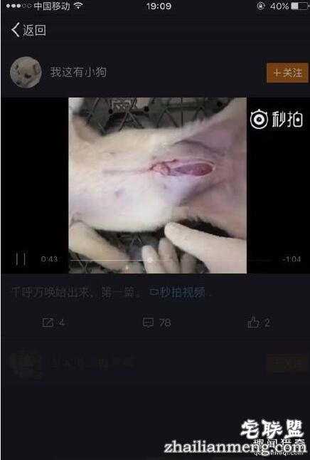 我这有小狗直播解剖活狗1分47秒完整视频_秒拍_石家庄资讯