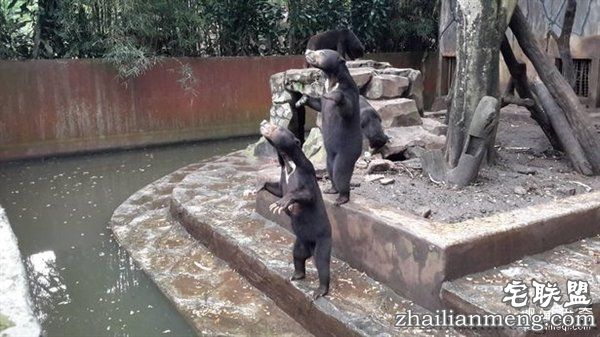 印尼“死亡动物园”触目惊心:黑熊饿成狗