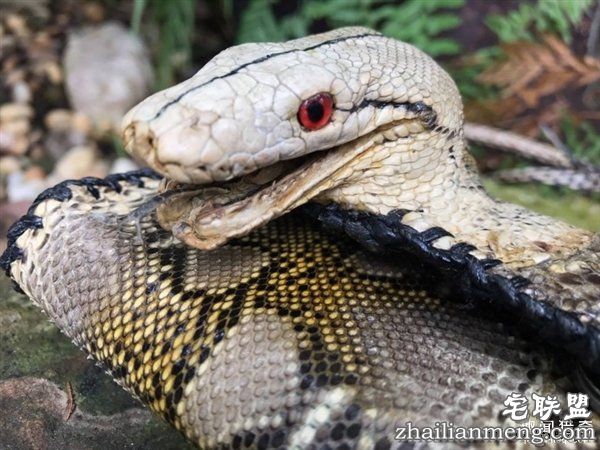 泰国女子晒蟒皮钱包带原味蛇头 网友暴怒