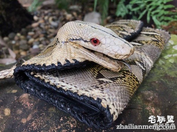 泰国女子晒蟒皮钱包带原味蛇头 网友暴怒