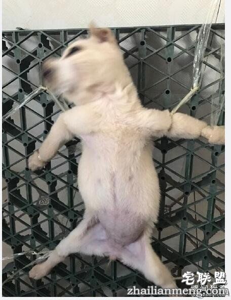 我这有小狗直播解剖活狗1分47秒完整视频_秒拍_石家庄资讯