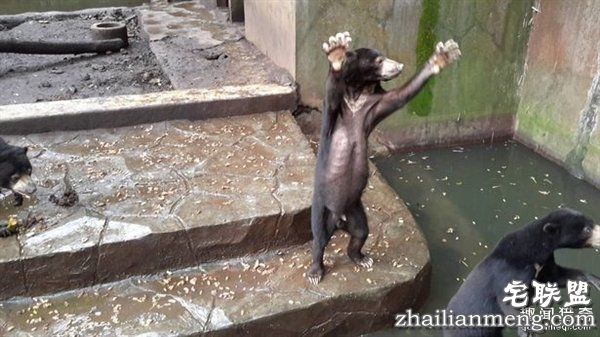 印尼“死亡动物园”触目惊心:黑熊饿成狗