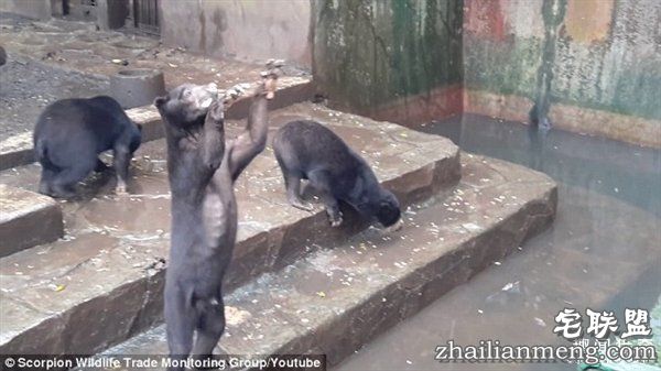 印尼“死亡动物园”触目惊心:黑熊饿成狗
