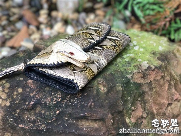 泰国女子晒蟒皮钱包带原味蛇头 网友暴怒