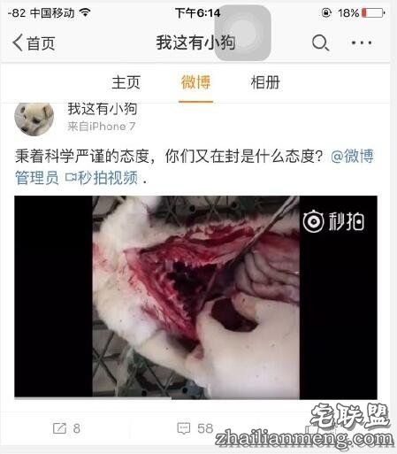 我这有小狗直播解剖活狗1分47秒完整视频_秒拍_石家庄资讯
