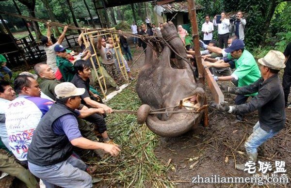 印尼“死亡动物园”触目惊心:黑熊饿成狗