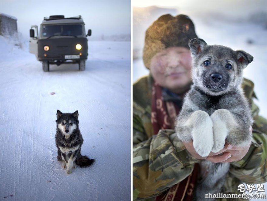 当地的小狗,好可爱啊!