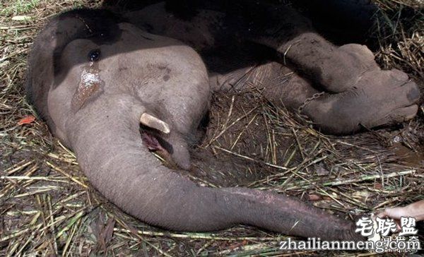 印尼“死亡动物园”触目惊心:黑熊饿成狗