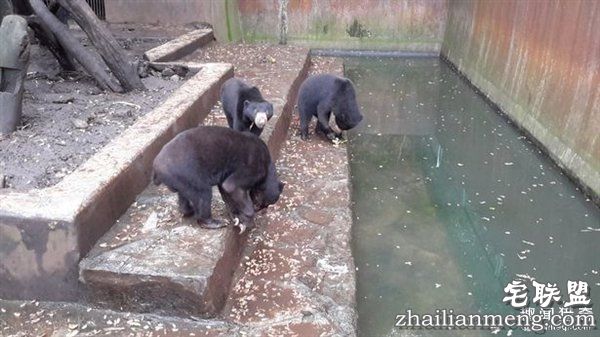 印尼“死亡动物园”触目惊心:黑熊饿成狗