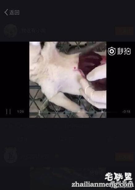 我这有小狗直播解剖活狗1分47秒完整视频_秒拍_石家庄资讯