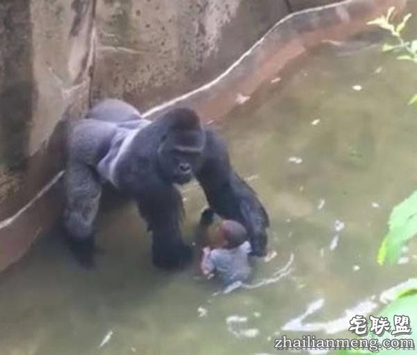 10万美元买一块零食?外国网友疯起来自己都怕