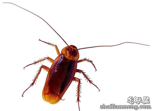 如果蟑螂全部消失:地球瞬间大乱……