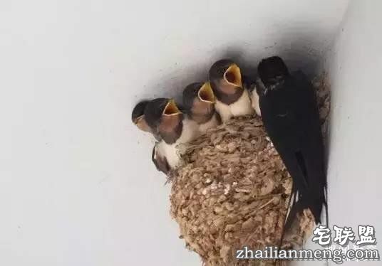 燕窝:到底是金窝银窝 还是土窝草窝?