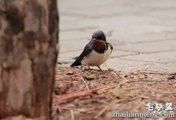 燕窝:到底是金窝银窝 还是土窝草窝?