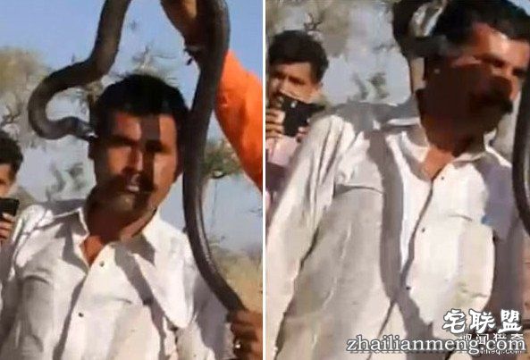 印度男子被眼镜蛇亲了一口没在意:一小时后身亡