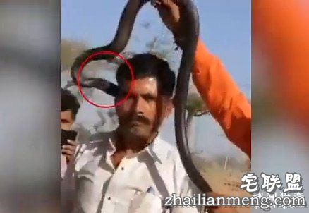 印度男子被眼镜蛇亲了一口没在意:一小时后身亡