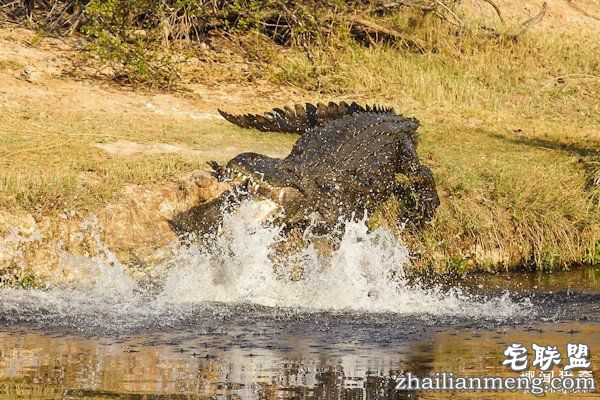 辛巴威牧师带着教友想示範「学耶稣在水上行走」,因信仰不够秒「被3条鳄鱼活吞」...
