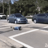 瓜确实是好瓜，就是太不正经！