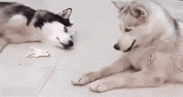 大叔，你这么玩，就是长十条舌头也不够用！