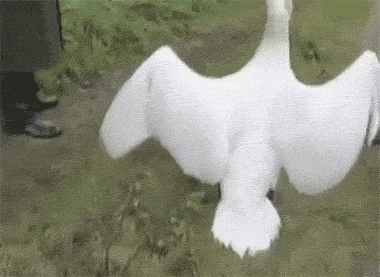 这个逼装的，无懈可击，我给满分！