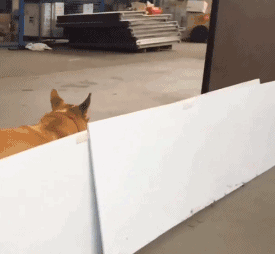 瓜确实是好瓜，就是太不正经！