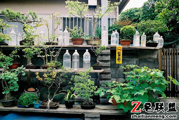 800px-Bonsai_with_Stray_Cat_Repellent_PET_bottles_in_Japan.jpg