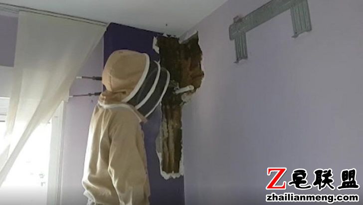 1558342036_bees 2.jpg