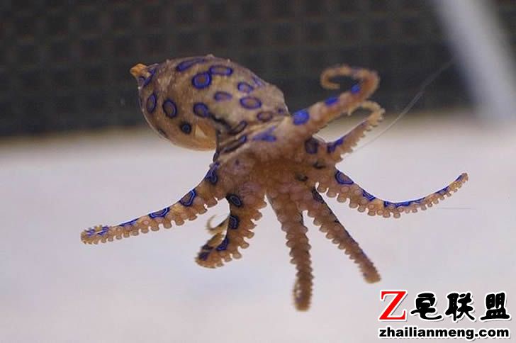 0_Blue-ring-octo.jpg