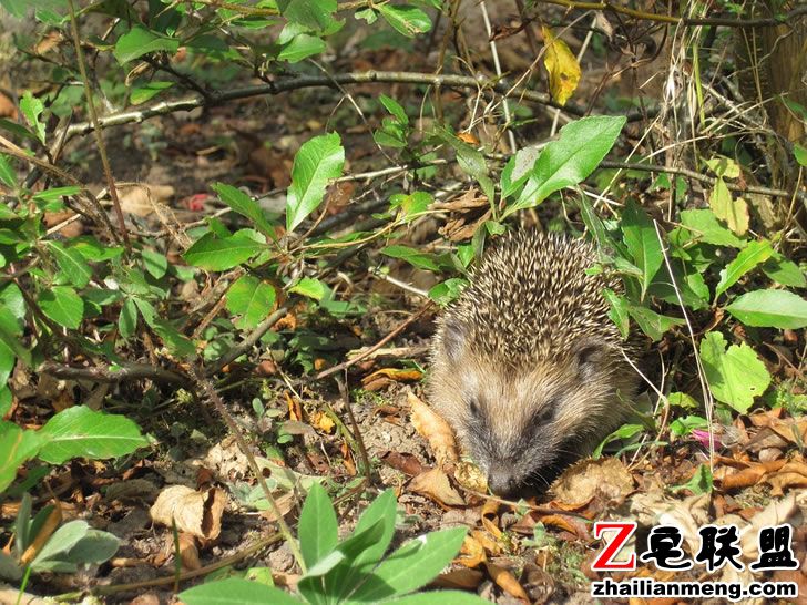 hedgehog-1699434_960_720.jpg