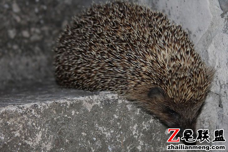 hedgehog-1506425_960_720.jpg